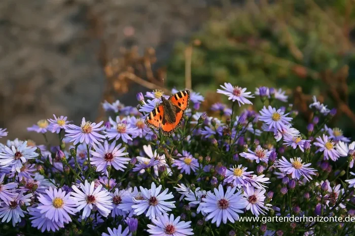 Kissen-Aster
