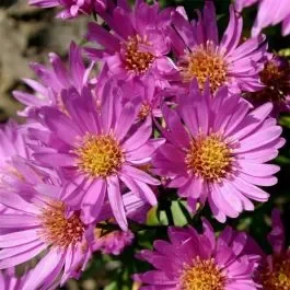 Kissenaster (Aster dumosus) Starlight
