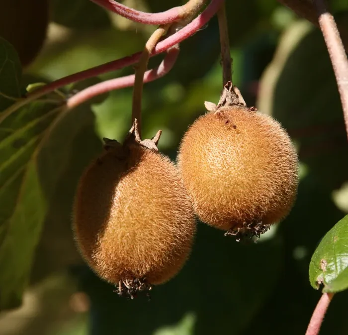 Kiwi ‚Jenny‘, selbstfruchtend