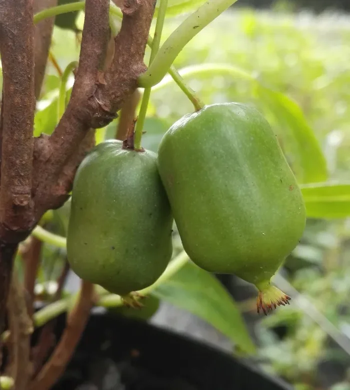 Kiwi ‚Super Issai‘