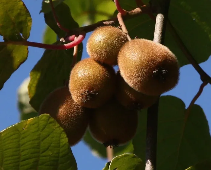 Kiwi ‚Tomuri‘, männlich