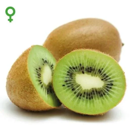 Kiwi Hayward(Actinidia deliciosa)weiblich