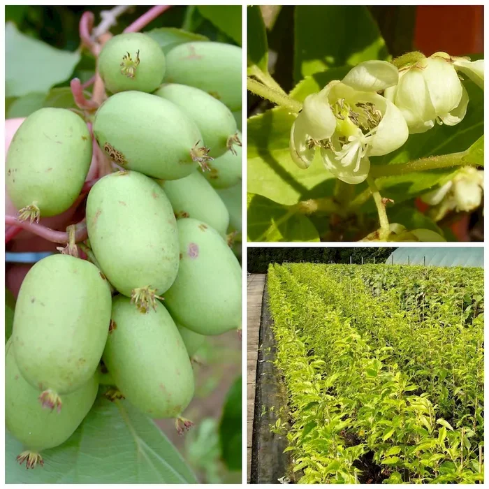 Kiwi Issai selbstfruchtbare Actinidia arguta
