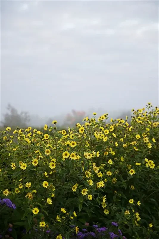 Kleinblumige Garten-Sonnenblume ‚Lemon Queen‘