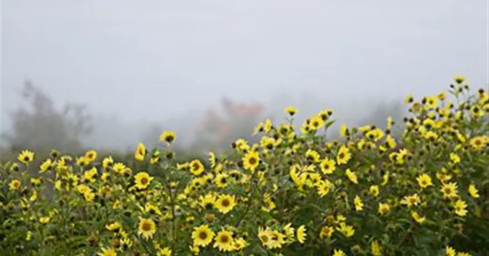 Kleinblumige Sonnenblume ‚Lemon Queen‘