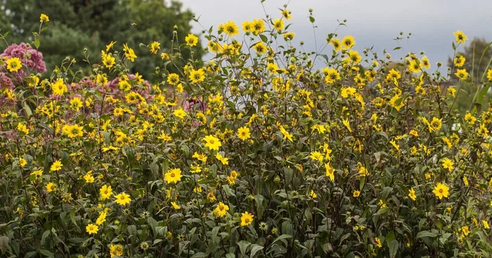 Kleinblumige Sonnenblume