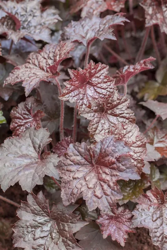 Kleinblütiges Silberglöckchen