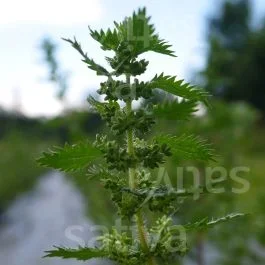 Kleine Brennnessel – Urtica urens