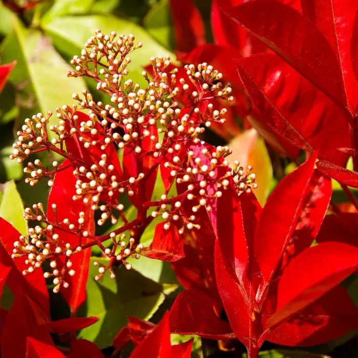 Kleine Rote Glanzmispel Little Red Robin – Photinia fraseri