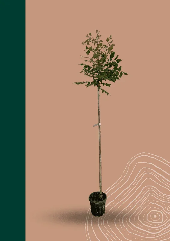Kleiner Blasenbaum