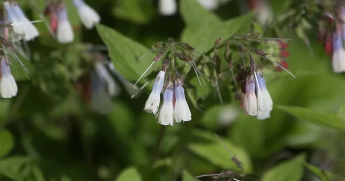 Kleiner Kaukasus-Beinwell ‚Hidcote Blue‘