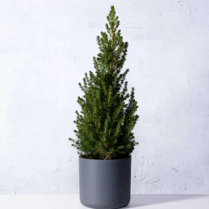 Kleiner Weihnachtsbaum im Topf