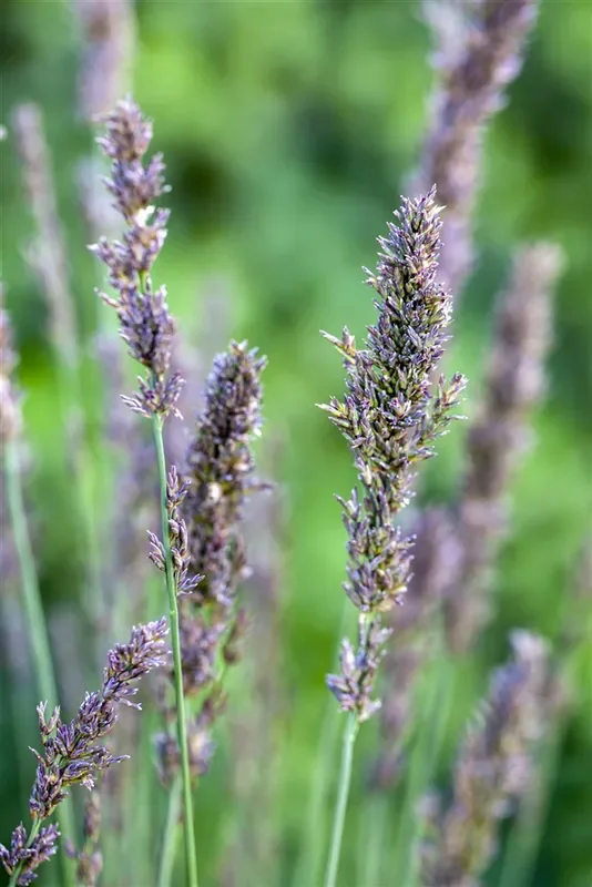 Kleines Garten-Pfeifengras ‚Moorhexe‘