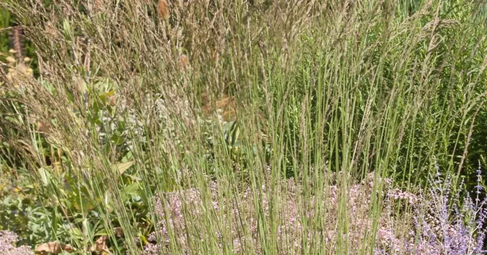 Kleines Pfeifengras ‚Dauerstrahl‘