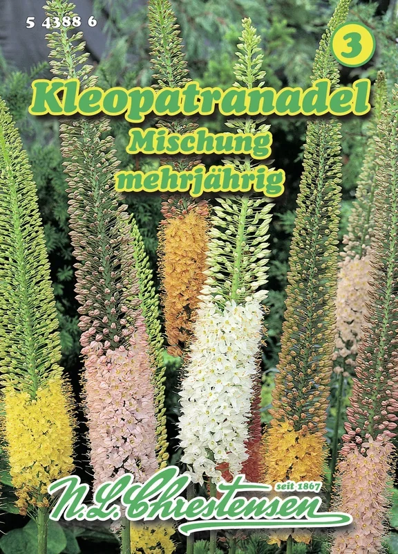 Kleopatranadel Mischung