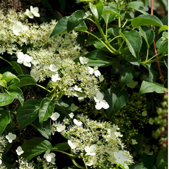 Kletterhortensie – Hydrangea anomala petiolaris