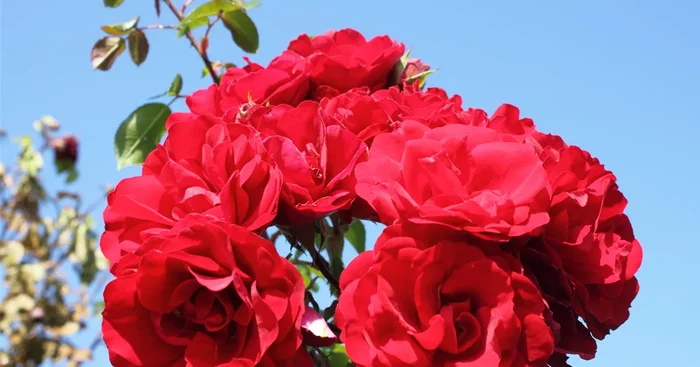 Kletterrose ‚Amadeus’®