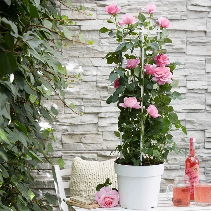 Kletterrose ‚Crazy in Love‘ rosa