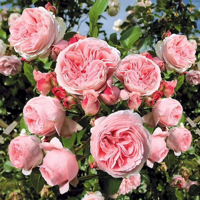 Kletterrose ‚Giardina®‘ Rosa Hybrid – Bestellnummer 2223766