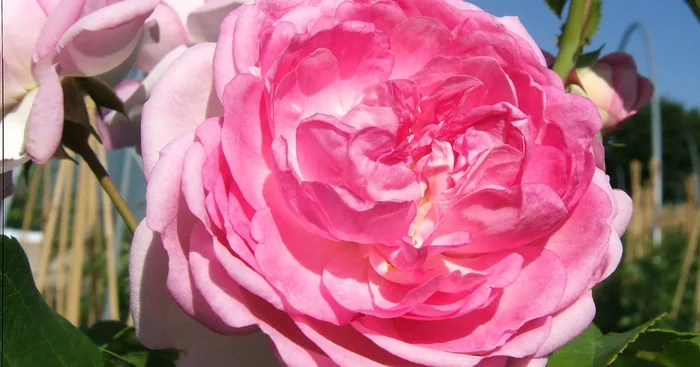 Kletterrose ‚Jasmina’®