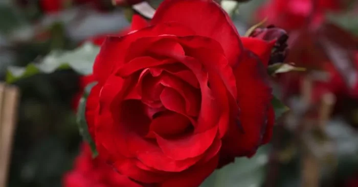 Kletterrose ‚Messire Delbard‘