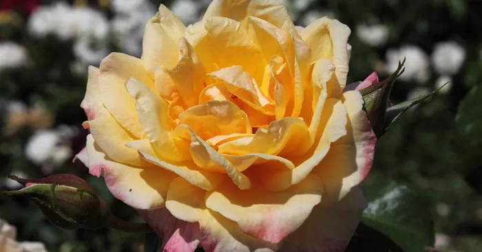 Kletterrose ‚Moonlight’®