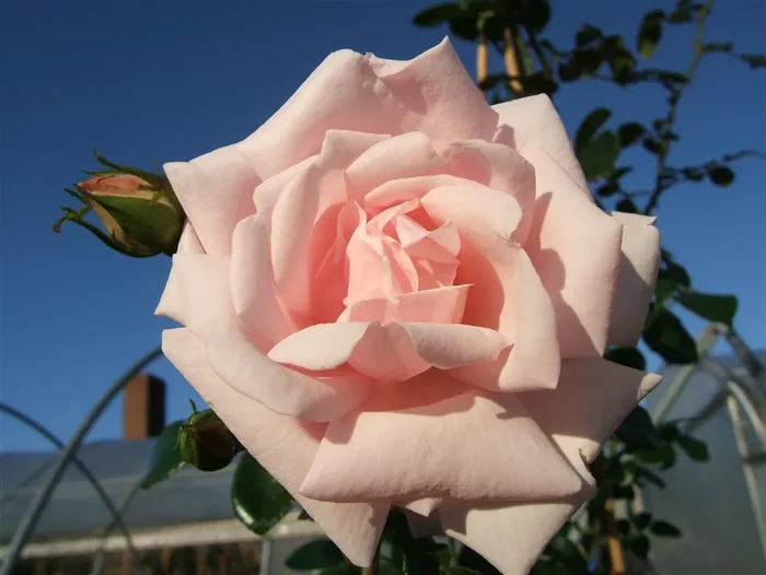 Kletterrose ‚New Dawn‘