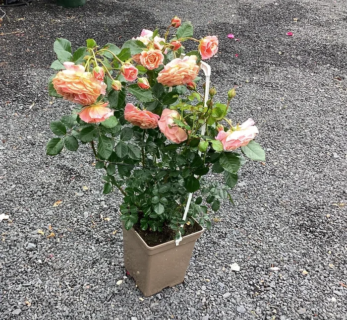 Kletterrose ‚Peach Melba‘