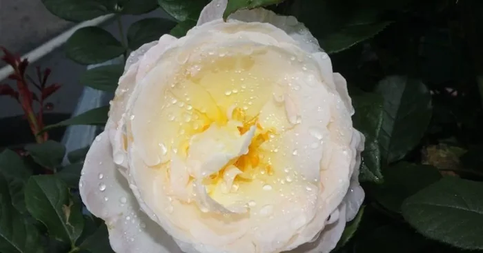 Kletterrose ‚Uetersener Klosterrose’®