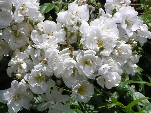 Kletterrose „Bobby James“
