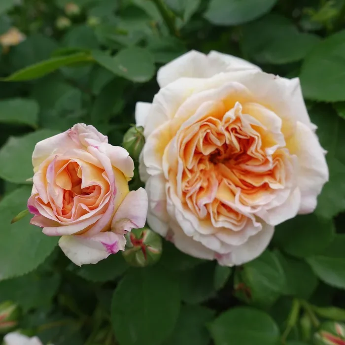 Kletterrose Bathsheba®.