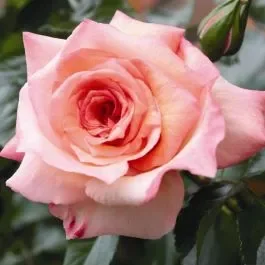 Kletterrose (Züchterrose) Barock
