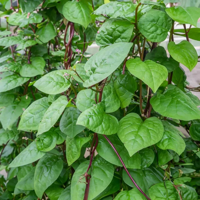Klettersalat Bio-Gemüse-Samen
