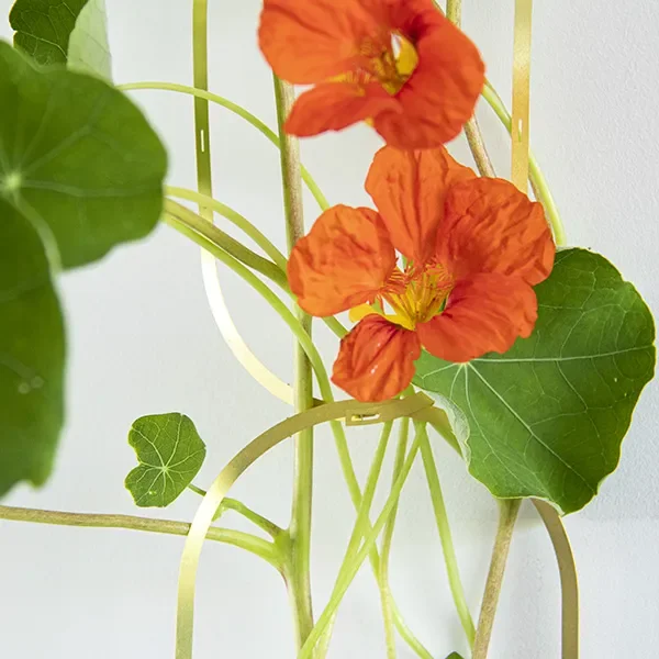 Klim bloemen zaden mix
