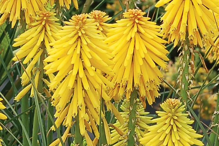 Kniphofia ‚Banana Popsicle‘ (Fackellilie)
