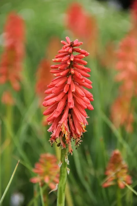 Kniphofia ‚Poco Red‘ (Fackellilie)