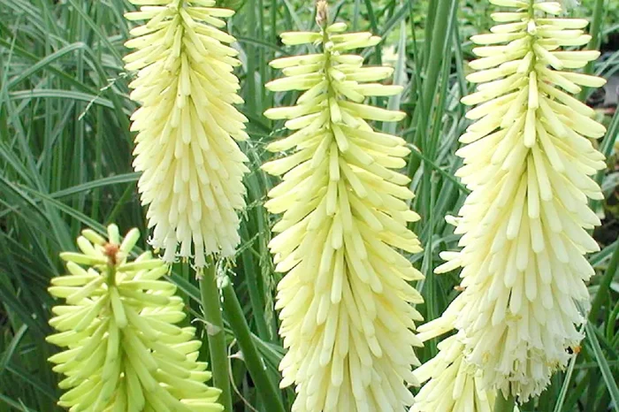 Kniphofia uvaria ‚Ice Queen‘ (Garten-Fackellilie)