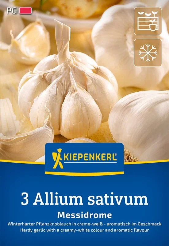 Knoblauch Messidrome (3 Stück)