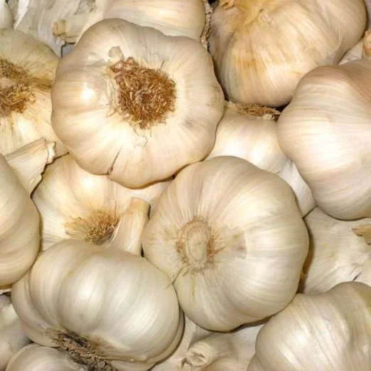 Knoblauch Messidrome