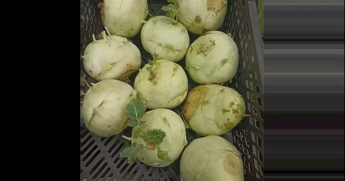 Kohlrabi ERNTE