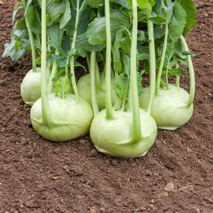 Kohlrabi Rasko Bio-Gemüse-Samen