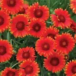 Kokardenblume (Gaillardia aristata) Mesa™ Red