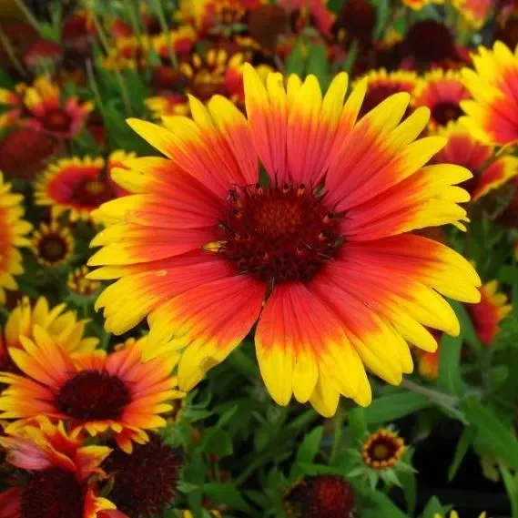 Kokardenblume Kobold – Gaillardia x grandiflora