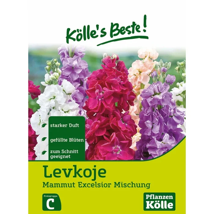 Kölles Beste Blumensamen Levkoje Mammut Excel. Mix