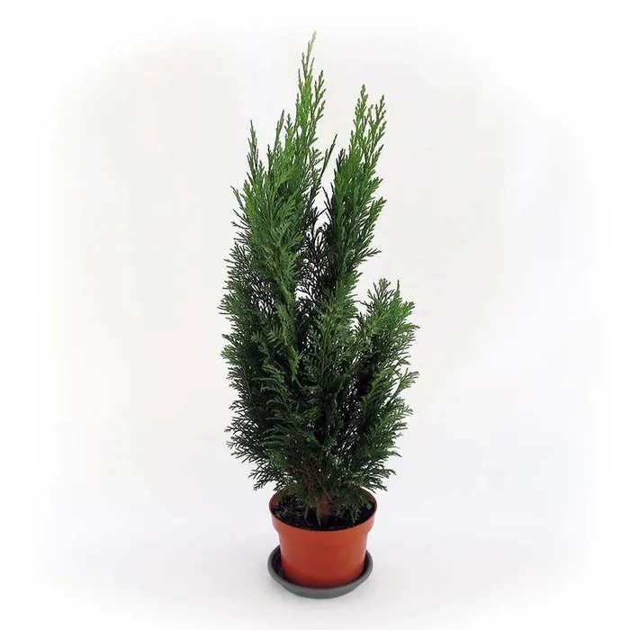 KONIFERVASE 13CM