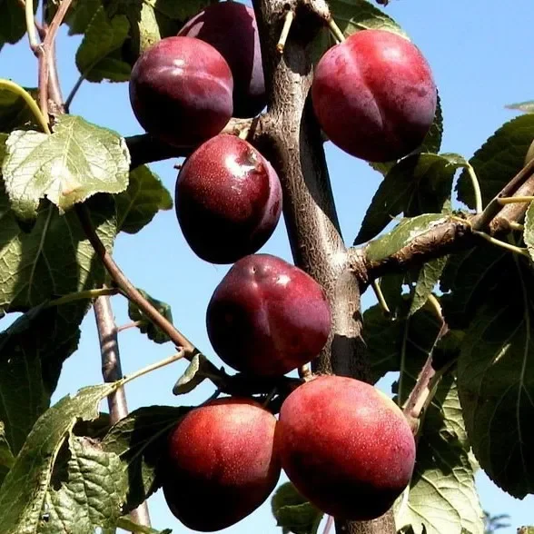 Königin Viktoria große aromatische Pflaume Hochstamm 180 cm Stamm wurzelnackt Unterlage: St.Jul.A