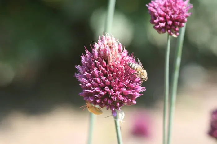Kopflauch, Allium sphaerocephalon