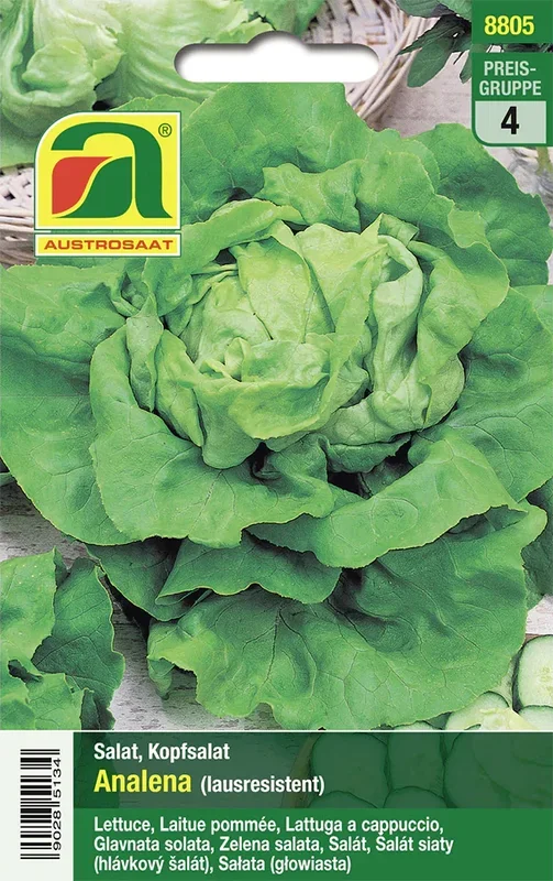 Kopfsalat Analena