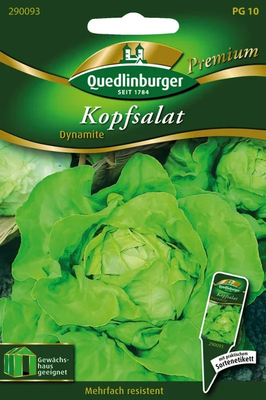 Kopfsalat Dynamite
