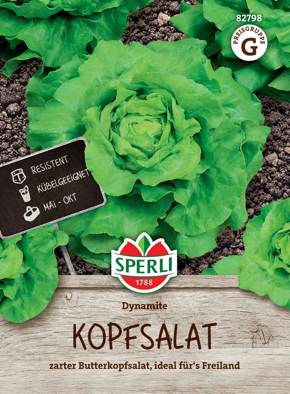 Kopfsalat Dynamite [MHD 01/2024]